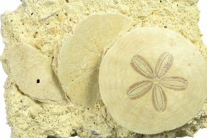 Three Fossil Sand Dollars - France #282676